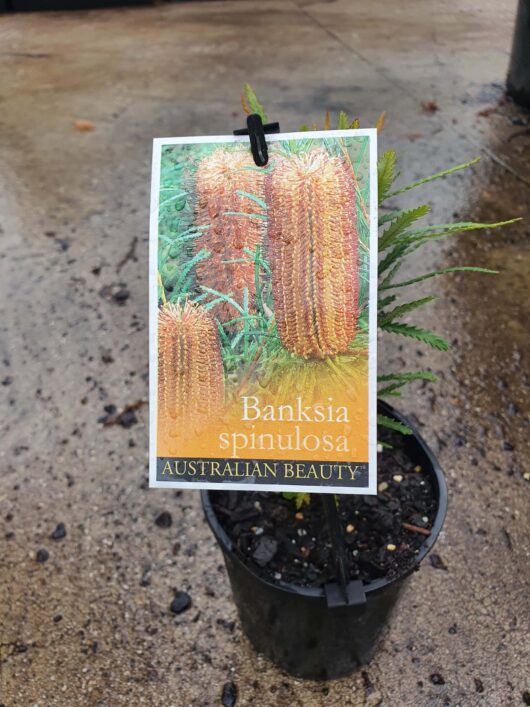 A potted Banksia spinulosa 'Hairpin Banksia' 6" Pot plant with a label showing its image and name "Australian Beauty" attached by a clip, set on wet ground.