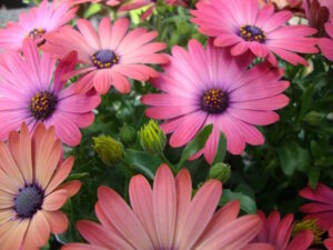 A close-up of vibrant pink Osteospermum 'Serenity™ Rose Magic' African Daisy flowers, also known as African daisies, with some buds about to bloom in a 6" pot.