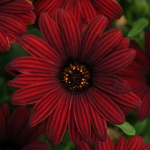 A close-up of an Osteospermum 'Serenity™ Red' African Daisy in a 6" pot, with a dark center surrounded by lush green foliage.