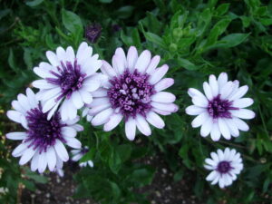 A cluster of Osteospermum '3D Blueberry' African Daisy 6" Pot flowers amidst green foliage.