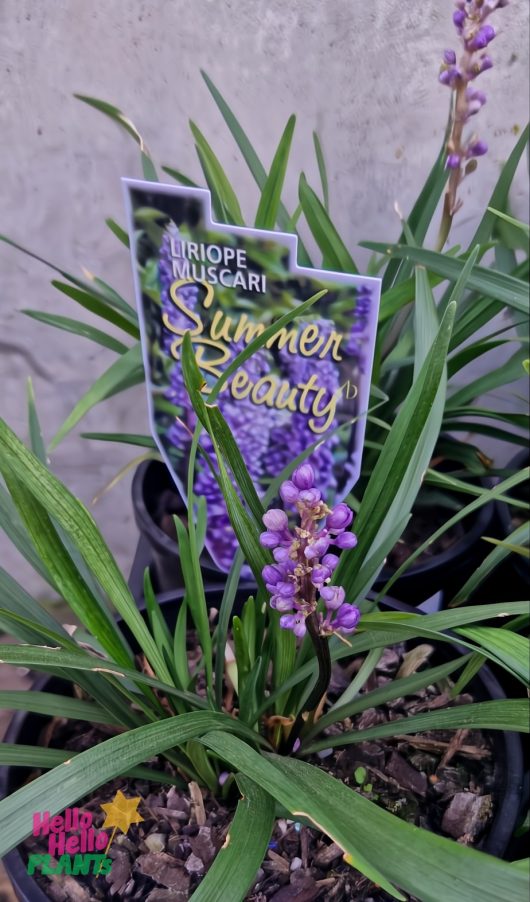 A Liriope 'Summer Beauty' 6" Pot with vibrant purple blooms elegantly sits against a gray wall, featuring a label and the "Hello Hello Plants" logo.