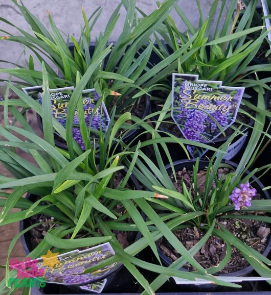Liriope 'Summer Beauty' in a 6" pot thrives with its vibrant purple blooms and rich green foliage.