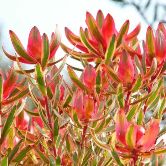 Leucadendron Cheeky