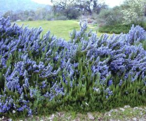 A cluster of vibrant purple Rosmarinus 'Benenden Blue' Rosemary 6" Pot flowers blooming in a natural setting.