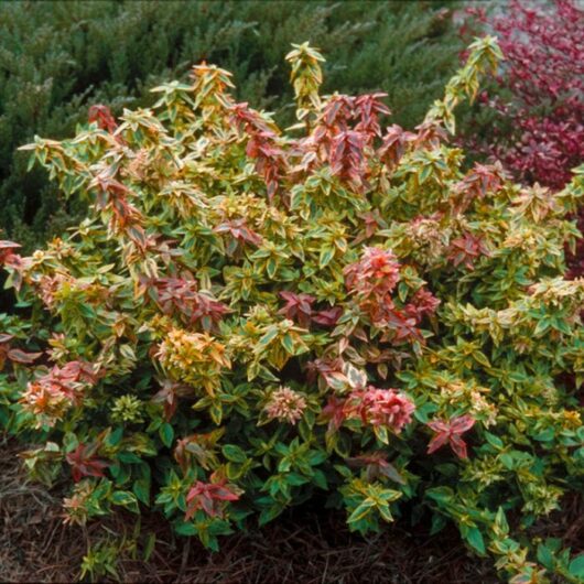 A colorful Abelia 'Kaleidoscope' (Glossy Abelia) shrub with green, yellow, and pink leaves against a blurred background of various garden plants.