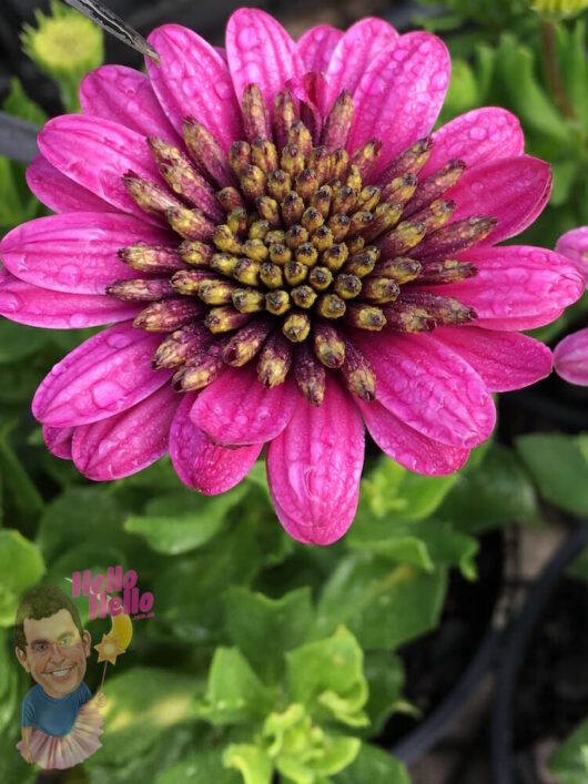 African Daisy 3D Purple Envy