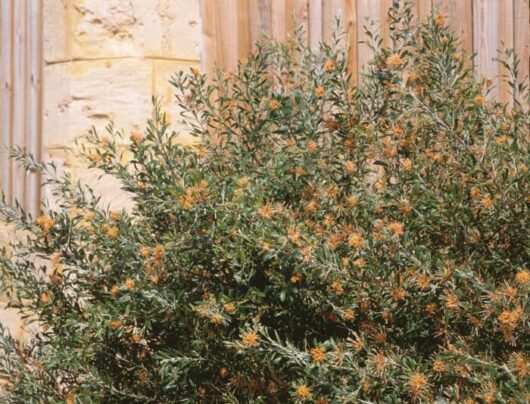 A flowering Grevillea 'Apricot Glow' 6" Pot shrub with orange blossoms against a stone wall.