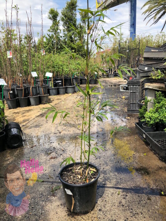 Bambusa 'Gracilis/Slender Weavers' Bamboo sapling in a 10" pot at a plant nursery.