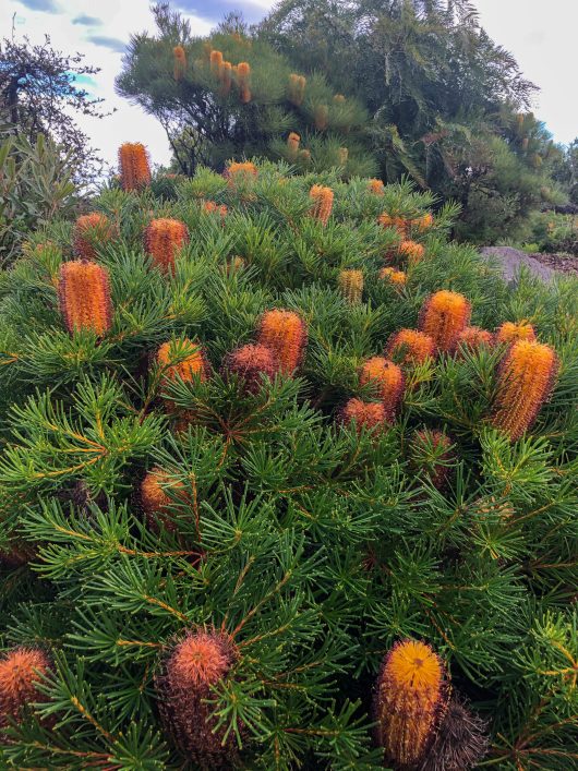 A dense shrub with elongated, cylindrical orange flowers and dark green needle-like leaves in a 6" pot, complemented by nearby Lavandula Javelin Forte 'Deep Purple' Lavender 6" Pot.