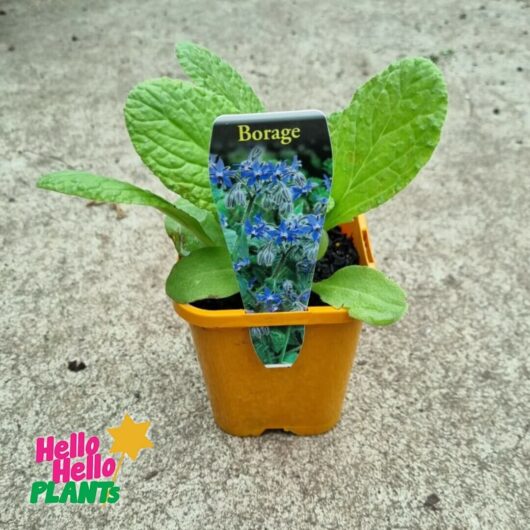 Borage Herb 4" Pot