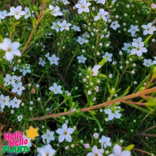 Coleonema 'Pink' Diosma