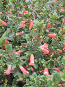 Plant with green leaves and pink tubular flowers, Correa 'Orange Glow' 6" Pot.