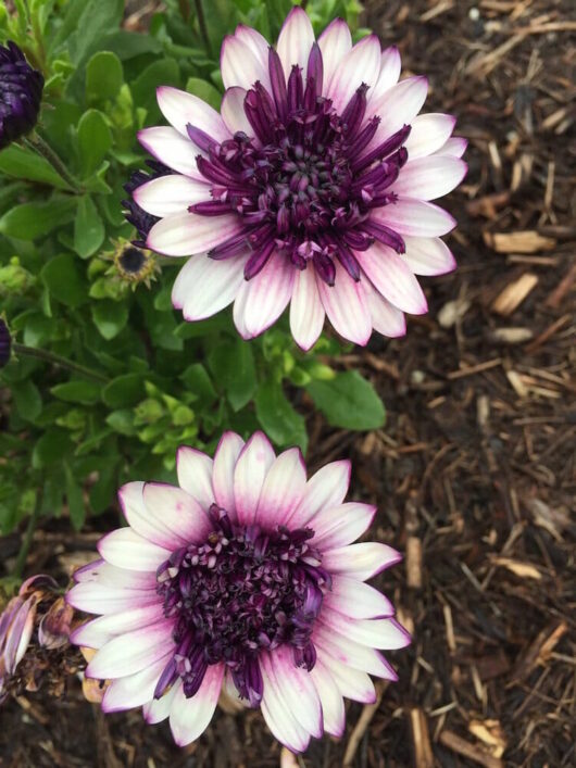 Two Osteospermum '3D Blueberry' African Daisy flowers with dark centers amidst green leaves and mulch in a 6" pot.