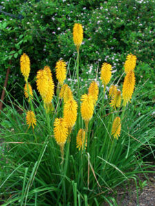 Kniphofia "Echo Mango"