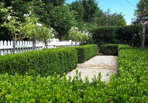 Classic Melbourne Garden with English Box and Standard Roses