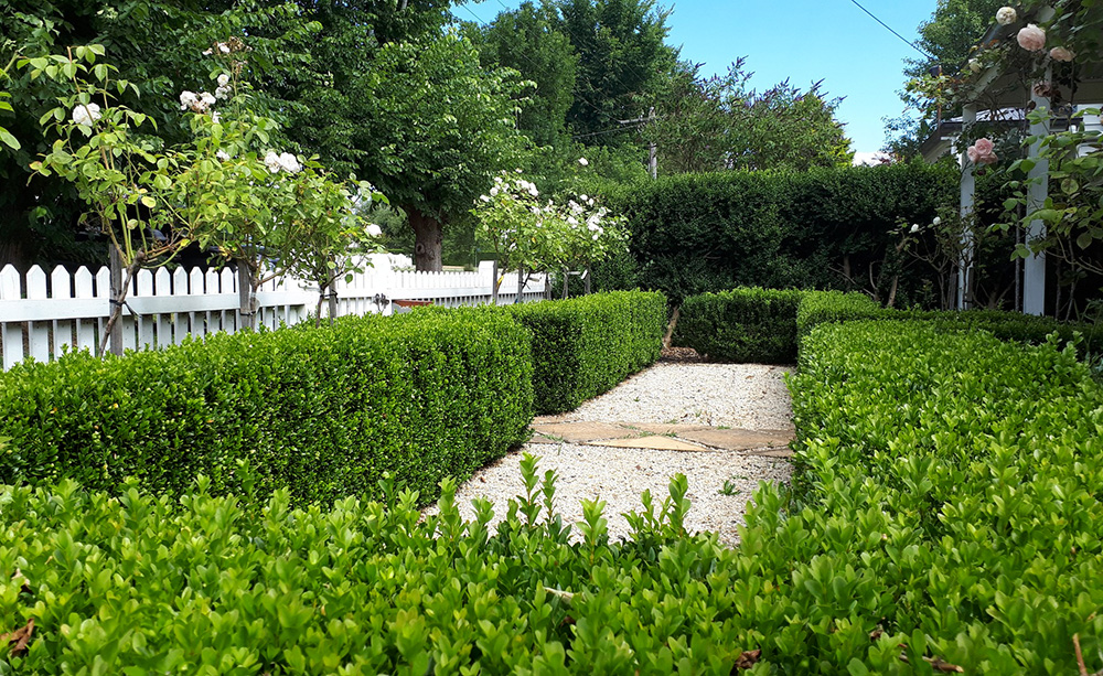 Classic Melbourne Garden with English Box and Standard Roses