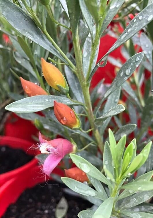 Close-up of an Eremophila 'Fairy Floss' 6" Pot plant with pink blooms and orange buds, covered in water droplets, surrounded by green leaves.