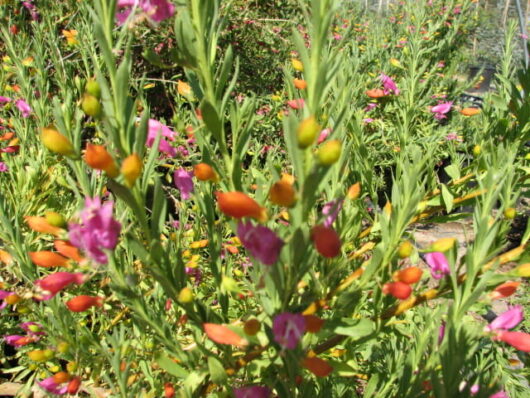 Colorful garden with Eremophila 'Fairy Floss' 6" Pot and green plants, featuring prominent orange seed pods in the foreground under sunlight.