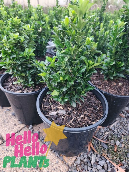 A group of Euonymus 'Tom Thumb' plants in 8" pots with the words hello plants.
