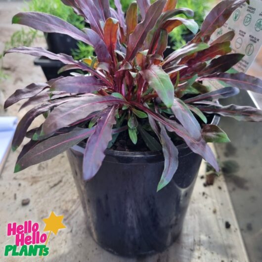Gaura BELLEZA®'Dark Pink' Butterfly Bush 6" Pot