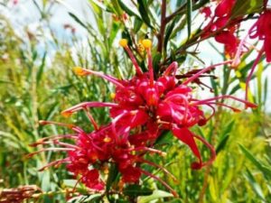 Vibrant red Grevillea 'Splendour' flowers with yellow accents blooming among green foliage in a Grevillea 'Splendour' 6" Pot.