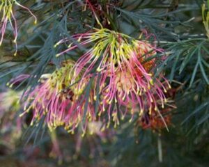Colorful Grevillea 'Winpara Gold' flowers amidst needle-like foliage in a Grevillea 'Winpara Gold' 6" Pot.