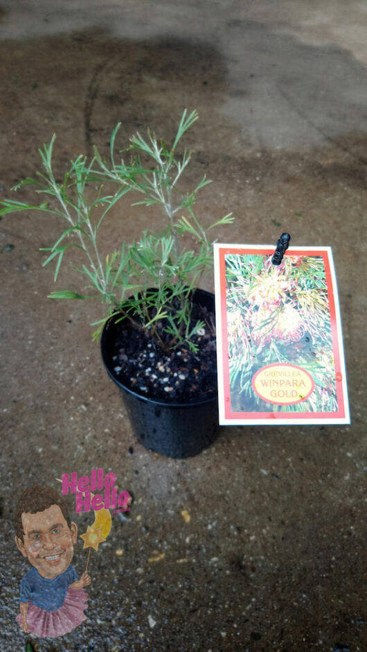 Grevillea "Winpara Gold" 6" Pot