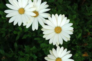 Three Osteospermum 'White Lightning' African Daisy flowers with yellow centers against a green leafy background.