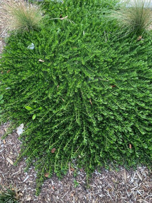 Myoporum 'Yareena™'