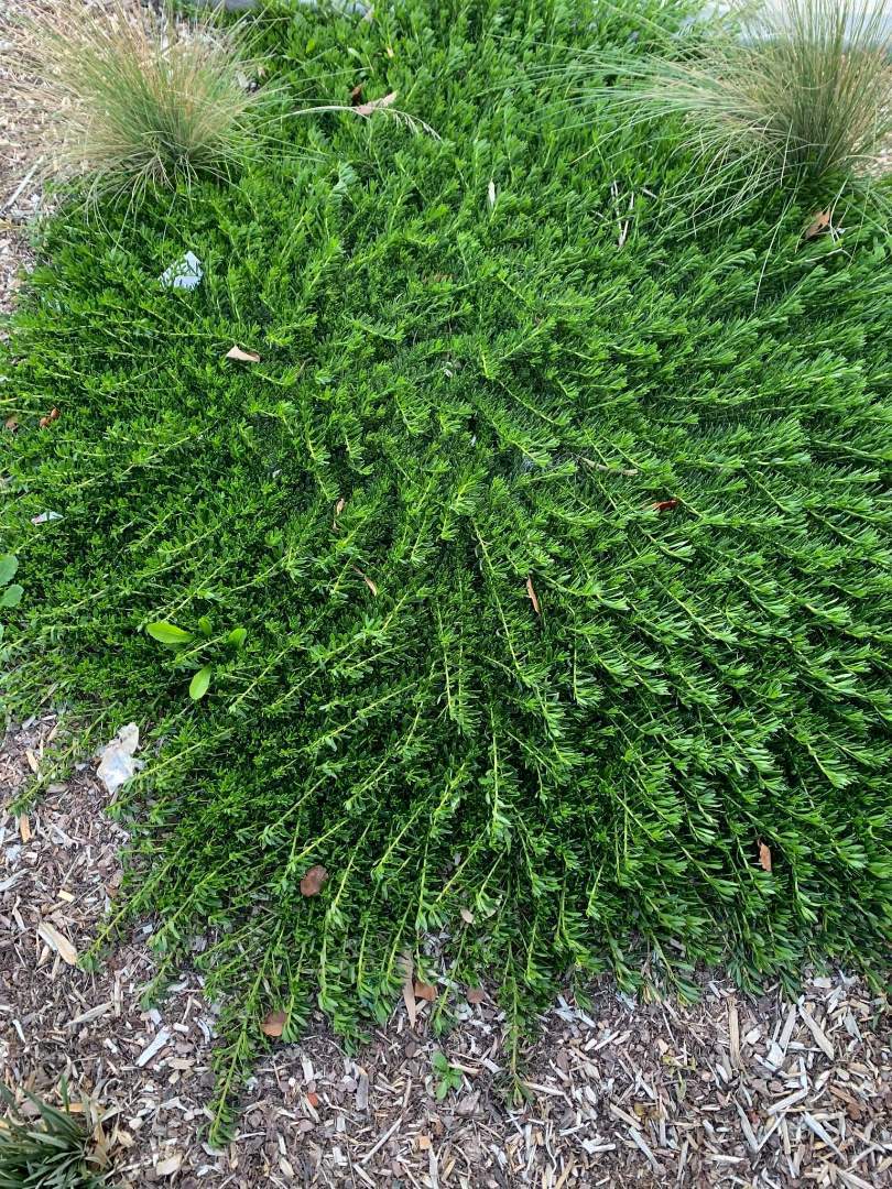 Native Groundcovers