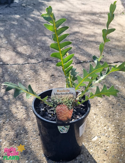 Hello Hello Plants Banksia Blechnifolia ‘Fern-like’ 6in Pot