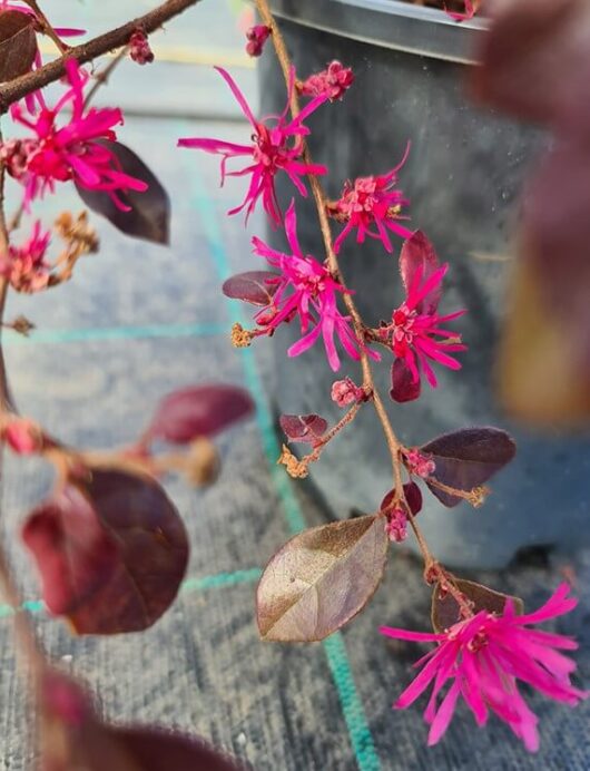 Loropetalum 'China Pink'
