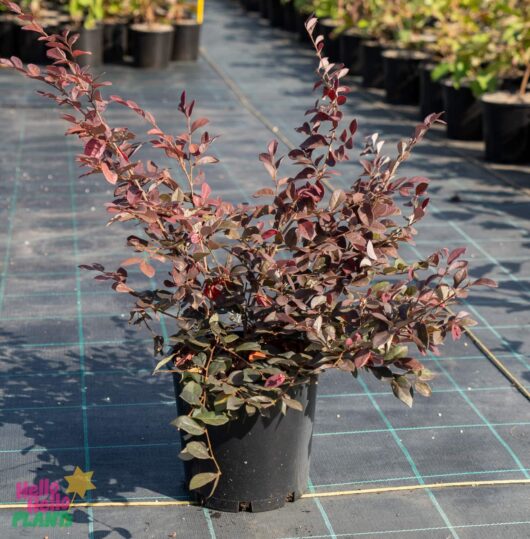 Hello Hello Plants Nursery Melbourne Victoria Australia Loropetalum rubrum China Pink 20cm Pot