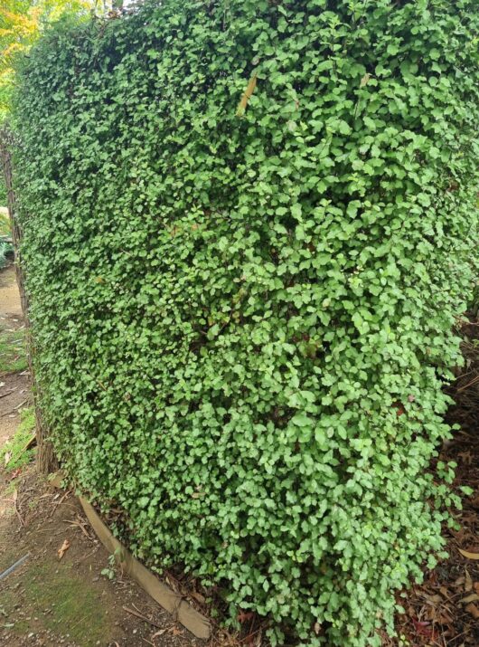 Pittosporum 'Wonder Screen'