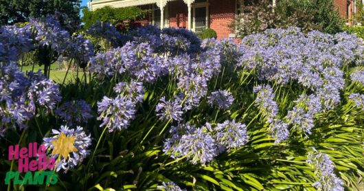 Agapanthus 'Tall Blue' 8" Pot