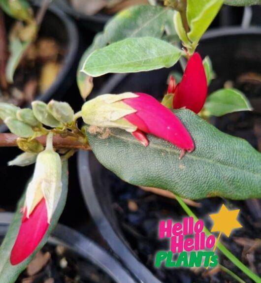 Gastrolobium 'Swan River Pea'