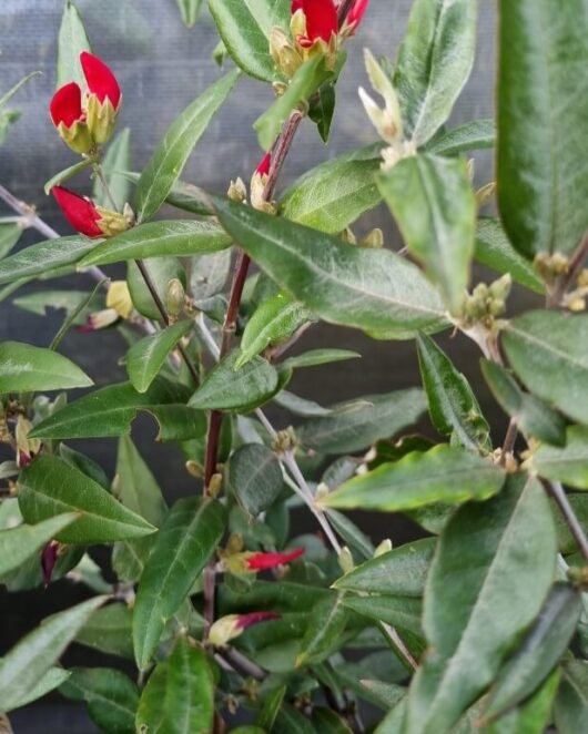 Gastrolobium 'Swan River Pea'