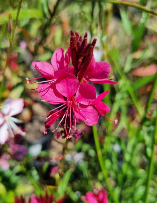 Gaura BELLEZA®'Dark Pink' Butterfly Bush 6" Pot