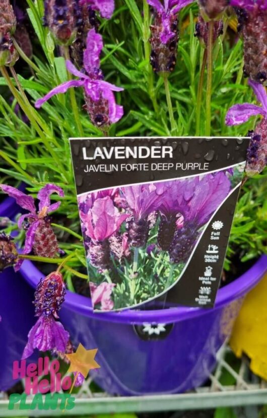 Lavandula Javelin Forte 'Deep Purple' Lavender 8" Pot