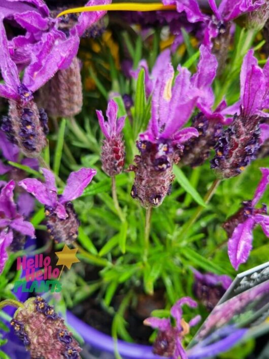 Lavandula Javelin Forte 'Deep Purple' Lavender 6" Pot