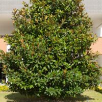 Magnolia 'Little Gem' 10" Pot