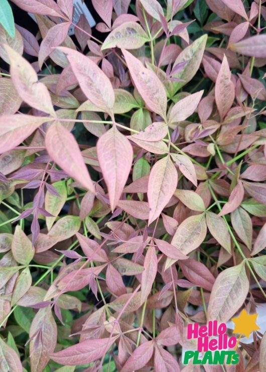 Nandina 'Obsession™'