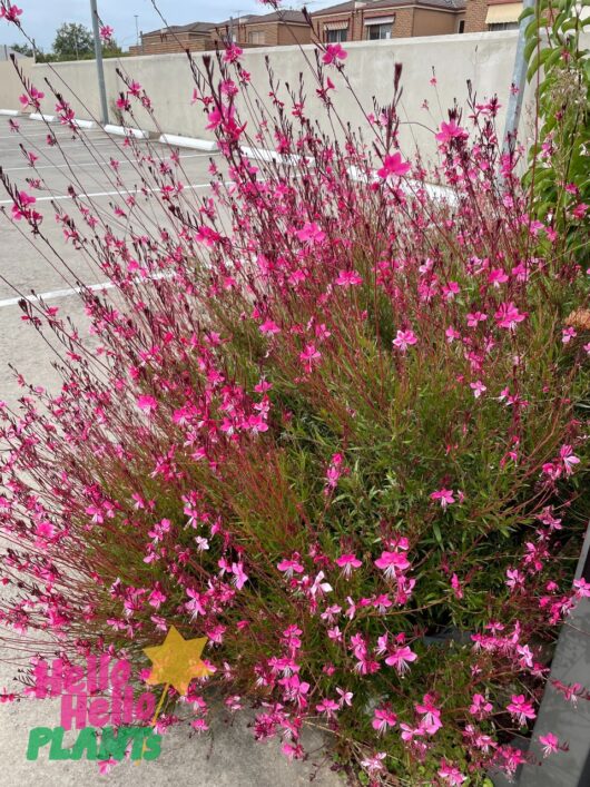 Gaura BELLEZA®'Dark Pink' Butterfly Bush 6" Pot