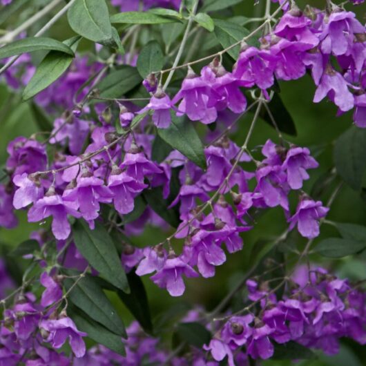 Hello Hello Plants Nursery Campbellfield Melbourne Victoria Australia Prostanthera ovalifolia Mint Bush Flower