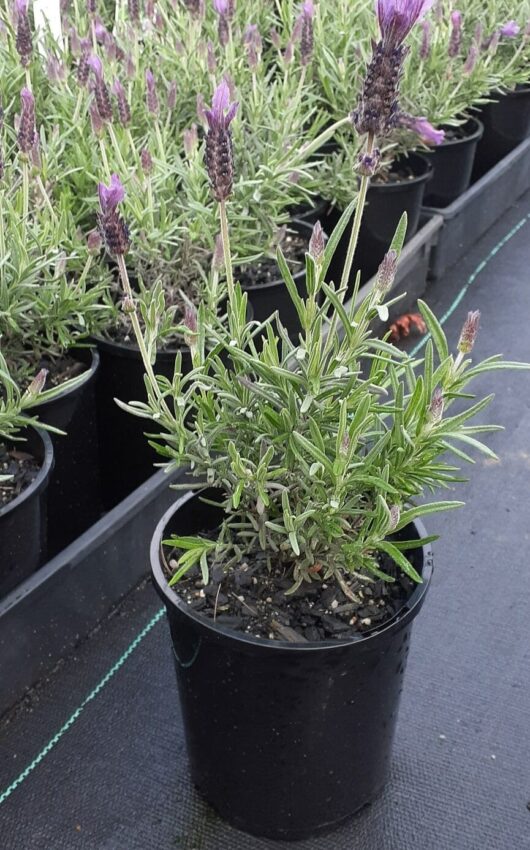 Lavandula Javelin Forte 'Deep Purple' Lavender 6" Pot