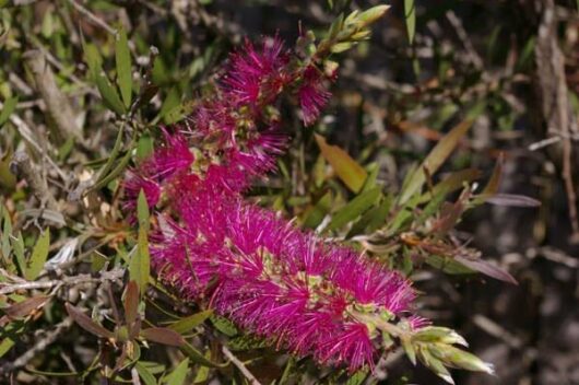 Vibrant pink Callistemon 'Purple Splendour' 6" Pot bottlebrush flowers in bloom.