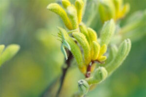 Close-up of young Anigozanthos 'Kermit' Kangaroo Paw 6" Pot plant shoots with fine hairs on a blurred green background.