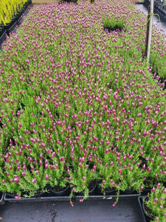 Lavandula Javelin Forte 'Deep Rose' Lavender 6" Pot