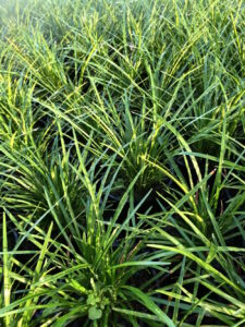 Dense green Liriope 'Elmarco' 6" Pot glistening with morning dew.