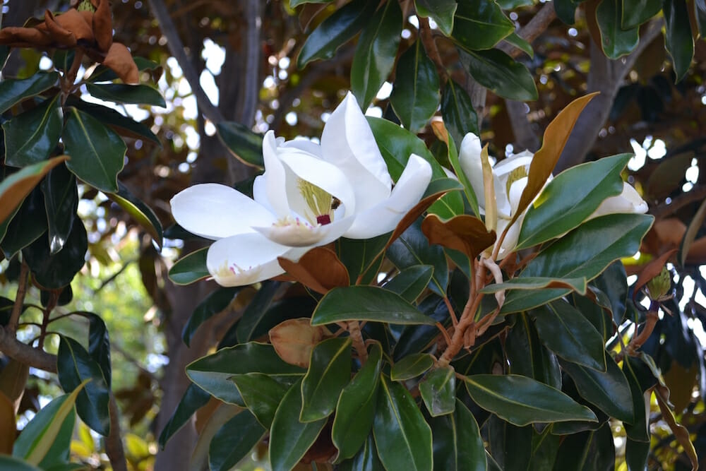 Magnolia "Little Gem" - Hello Hello Plants & Garden Supplies